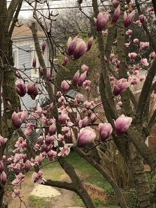 Northern magnolia trees in bloom, March 2021